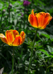 Fototapeta premium flower of a beautiful red-yellow tulip close up .