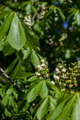 Fototapeta premium twigs with green young leaves and unblown flowers chestnut by the sun