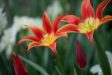 yellow tulips with red pattern on a green background of foliage in early spring