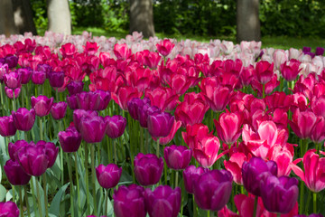 glade covered with many violet pink tulips