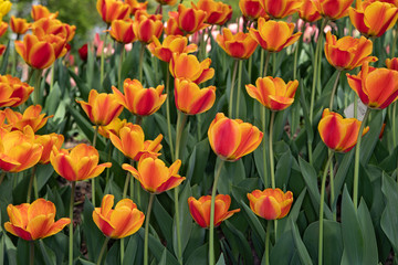 Many bright orange tulips in the Park on a Sunny day