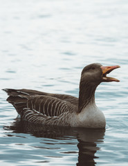 Birds in the Oslo Area