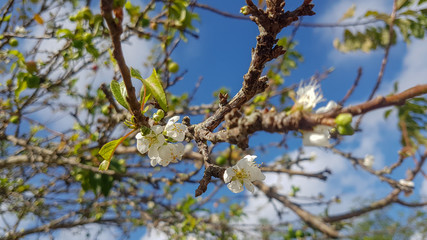 branch of a tree in spring