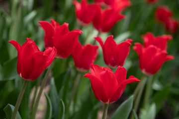 Fototapeta premium red tulips bloom on a Sunny day in the Park on a background of green leaves