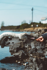 Birds in The Oslo Area