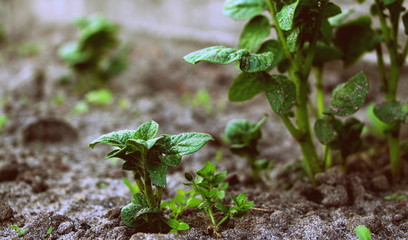 Growing potatoes. Green sprouts. Fresh new potatoes in the garden. Sprouted vegetable.