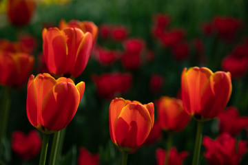 red tulips bloom on a Sunny day in the Park on a background of green leaves