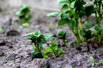 Growing potatoes. Green sprouts. Fresh new potatoes in the garden. Sprouted vegetable.