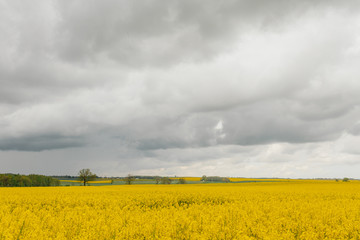 yellow oilseed field agriculture business