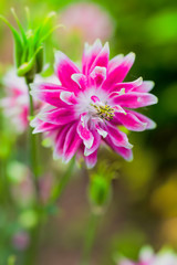 Obraz premium Beautiful double flowering pink colombine blossom.