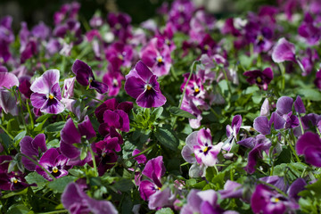 sunlit pansy flowers