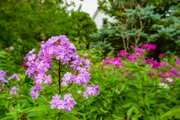 Tall garden phlox growing wild in an abandoned garden.