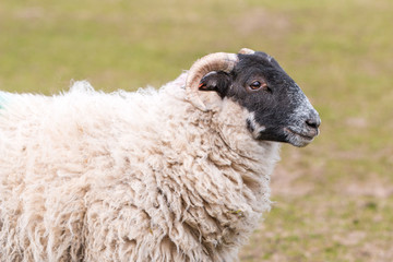 A Highland sheep with black a head in the Scottish Highlands  