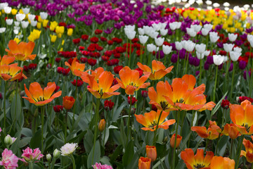 Fototapeta premium field with large bright multicolored tulips lit by the sun.