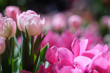 Fototapeta premium Pink Tulips & Pink Flowers