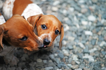 dachshund puppy portrait stone background 
