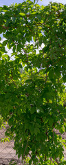 Fototapeta na wymiar hedge with green wild grapes vine. background, nature.