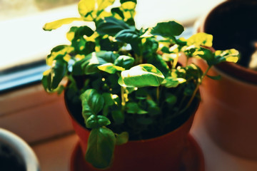 organic provencal herb plant basil Ocimum basilicum in plastic red pot, seedlings gardening on the window with hard shadow and sun rays in the kitchen fresh greens