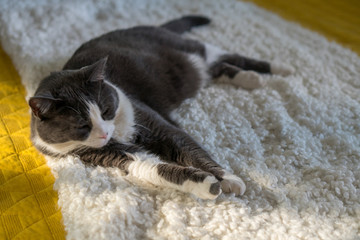 gray white cat sleeping on mattress bed