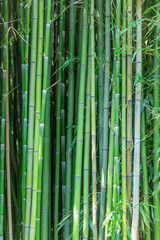 Grove of green bamboo trees