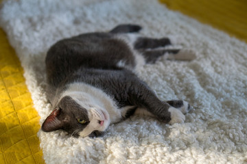 gray white cat sleeping on mattress bed