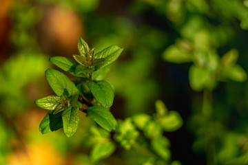 Young green leaves on a tree. Young leaves are sparkling in the light of sunlight. Image in warm colors