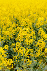 yellow oilseed field agriculture business