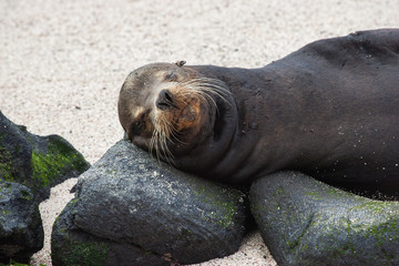 Sea lion uses rock for pillow, Galapagos