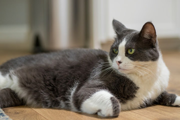 gray white cat laying down
