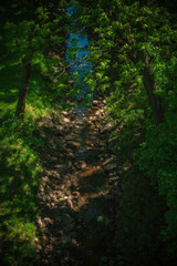 stream in the forest in summer