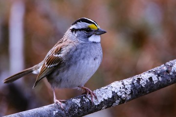 White throated sparrow and the return of spring
