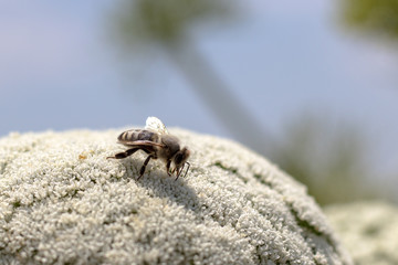 Honey be on large white flower