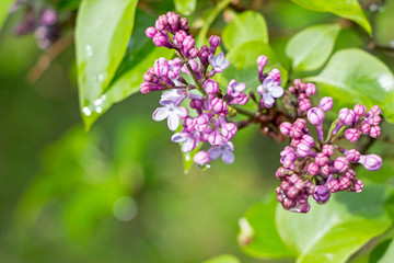 blooming violet syringa lilac flower bush in rain