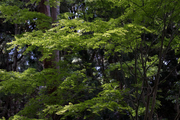 森野