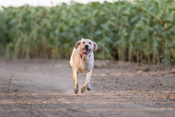 Happy yellow Labrador dog running