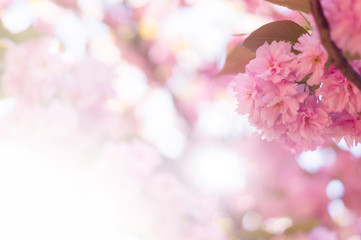 Cherry Blossom soft Focus
