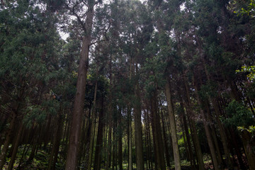 森野