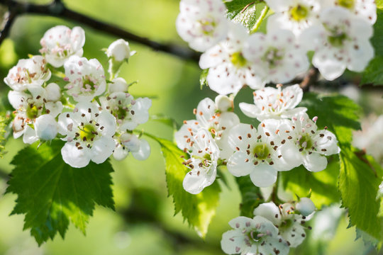 blooming white hawthorn flower on branch in spring 