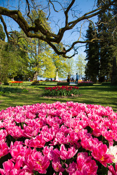 Tulip festival in Morges city park in Switzerland
