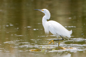 Snowy Egret wading through the wetland water