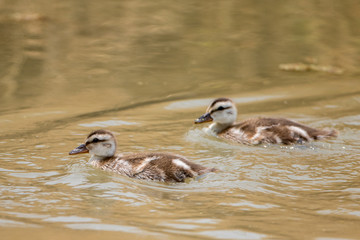 Two baby mallard ducks swimming together