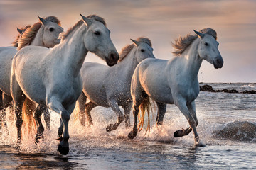 White horses in Camargue, France. - obrazy, fototapety, plakaty