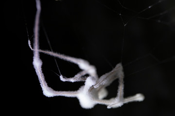 Moldy spider skin. Pholcus phalangioides, also known as the longbodied cellar spider is a spider of the family Pholcidae.