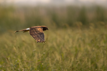 Dark Northern Harrier hawk flaying over grasses hunting for prey.