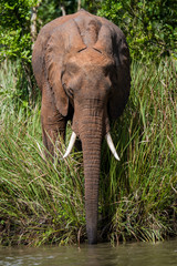 African Elephant