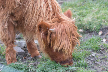 A Highland cattle in the Scottish Highlands  (Bò Ghàidhealach; Heilan coo)