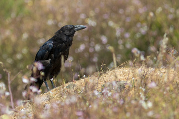 black Raven crow bird searching