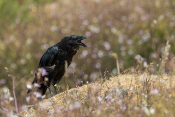 black Raven crow bird searching
