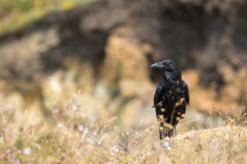 black Raven crow bird searching