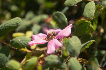 The flight of the bees